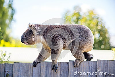 A Koala Bear walking along a fence Stock Photo