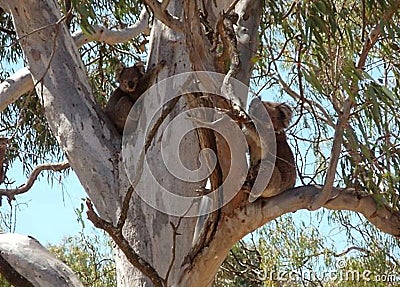 Two Koala Bears Hugging Gum Tree Stock Photo