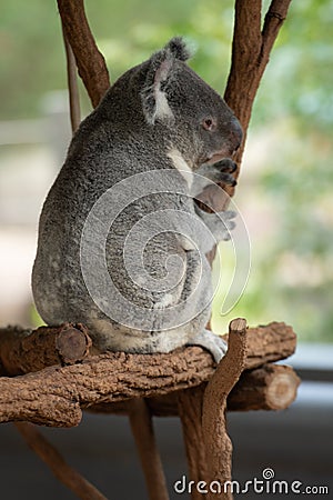 Koala Bears or Phascolarctos cinereus, sitting on branch with back to camera Stock Photo