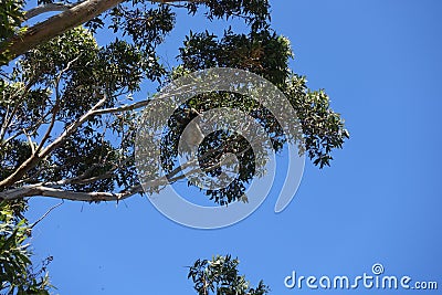 Koala climbing a tree at Otway National Park Stock Photo