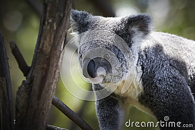 Koala climbing on a tree Stock Photo