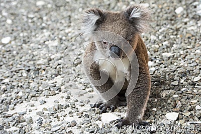 Koala, Kangaroo Island, Australia Stock Photo