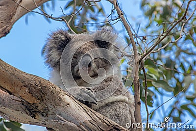 Koala dozing in tree at Kennett River Stock Photo