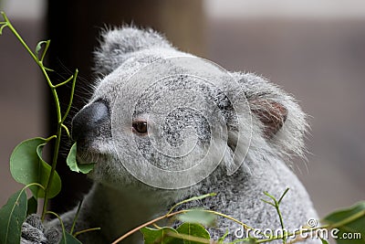 Koala Eating Stock Photo