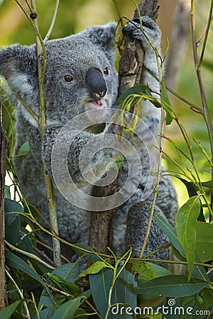 Koala eating eucalyptus leaf Stock Photo