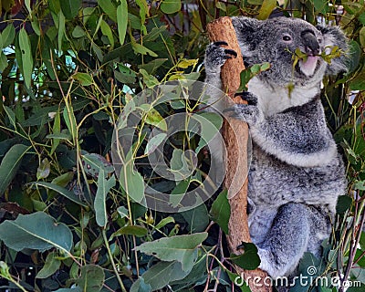 Koala eating eucalyptus leaves Stock Photo