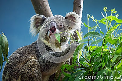 Koala is eating eucalyptus leaves. Stock Photo