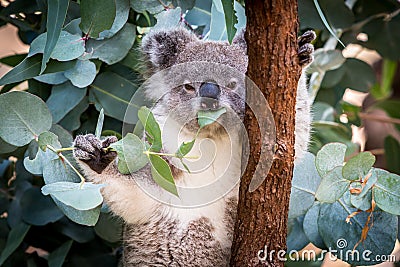 Koala eating leaves up a gum tree Stock Photo