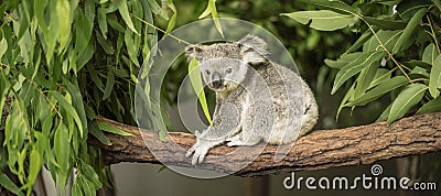 Koala in a eucalyptus tree. Stock Photo
