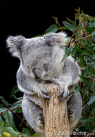 Koala grasping branch with four paws Stock Photo