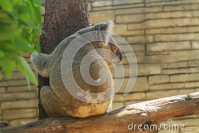 Koala on a eucalyptus tree. Stock Photo