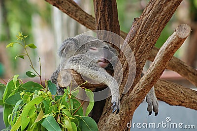 Koala hanging in tree while he& x27;s sleeping Stock Photo