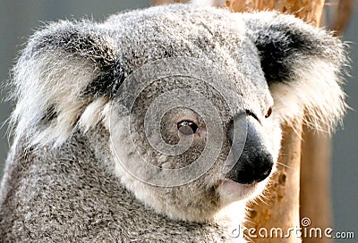 Koala, in a hospital after being rescued Stock Photo