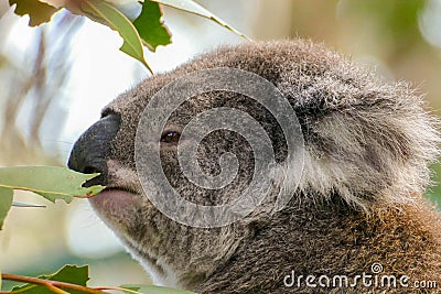 Koala, in a hospital after being rescued Stock Photo