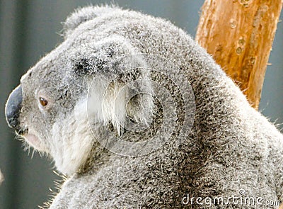 Koala, in a hospital after being rescued Stock Photo