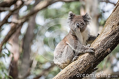 Koala the iconic wildlife animal on eucalyptus tree in Oatway national park, Australia. Stock Photo