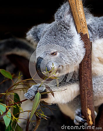 Koala leaning forward to grasp gum leaves Stock Photo