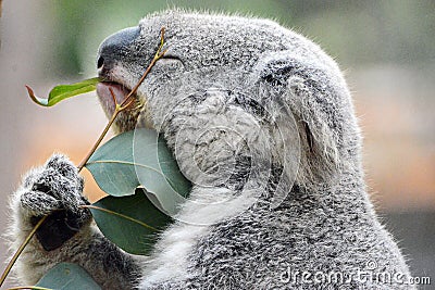 Koala Loves Eucalyptus Stock Photo