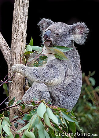 Koala perched on branch eating gum leaves Stock Photo