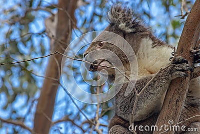 Koala perched in tree looking back and down Stock Photo