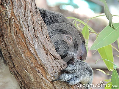 Koala Phascolarctos cinereus Stock Photo