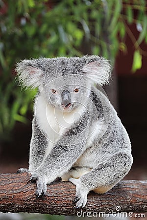 Koala (Phascolarctos cinereus) Stock Photo