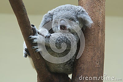 Koala resting and sleeping on his tree Stock Photo