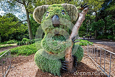 Koala shaped bush in Royal botanic garden in Sydney Australia Editorial Stock Photo