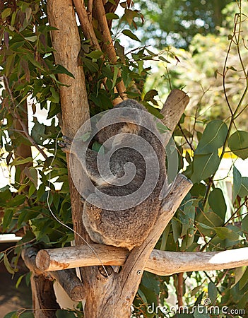 A Koala sitting and eating Eucalyptus leaves Stock Photo