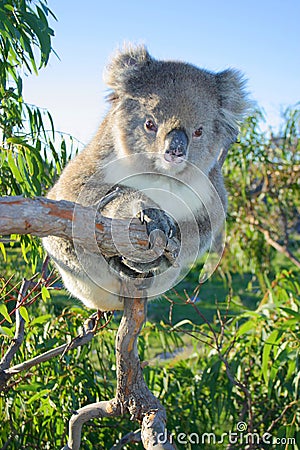 A koala sitting in a gum tree. Australia. Stock Photo