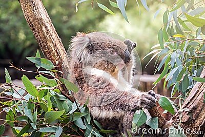 Koala sitting on a tree Stock Photo