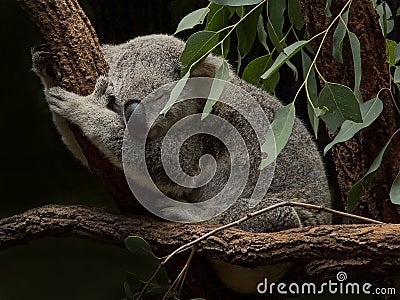 Koala sleeping among Gum Leaves Stock Photo