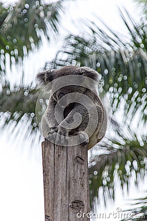 Koala is sleeping on the tree Stock Photo