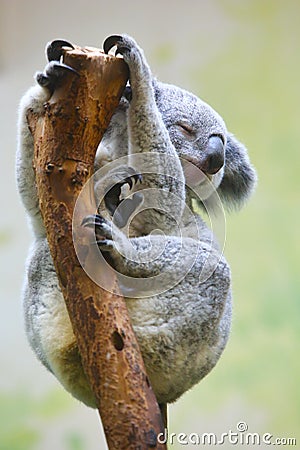 A Koala is sleeping on the trunk Stock Photo