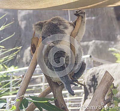 Koala in Sydney Zoo Stock Photo