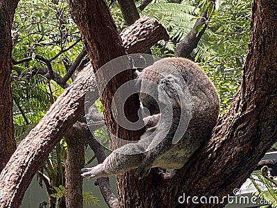 Koala, Taronga zoo, Sydney 2022 Stock Photo