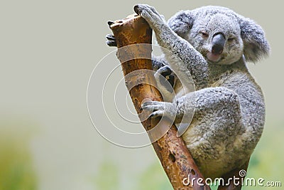 A koala is dozing off on the trunk Stock Photo