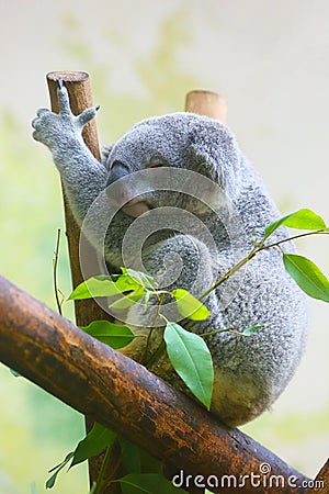 A Koala is sleeping on the trunk Stock Photo