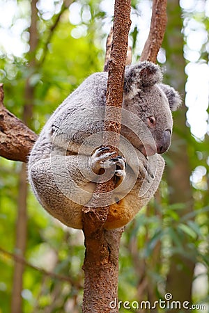 A Koala bear is dozing on a tree Stock Photo