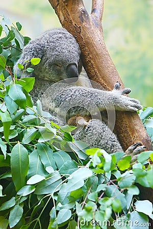 A female and a baby Koalas are sleeping on the trunk Stock Photo