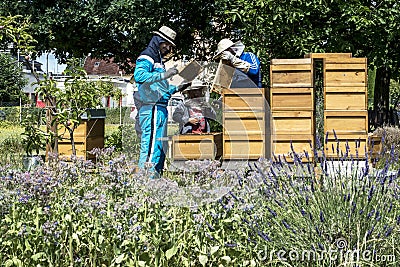 05.07.2017 Koblenz Germany - Beekeeper teaching Kids in hive watching bees. Bees on honeycombs. Frames of a bee hive Editorial Stock Photo