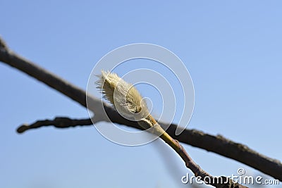 Kobus magnolia Stock Photo