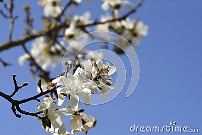 Kobus magnolia Stock Photo