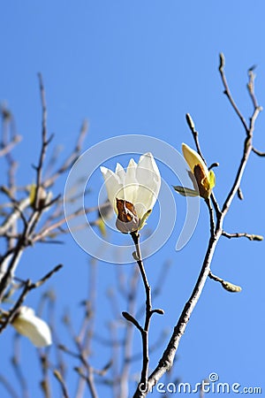 Kobus magnolia Stock Photo