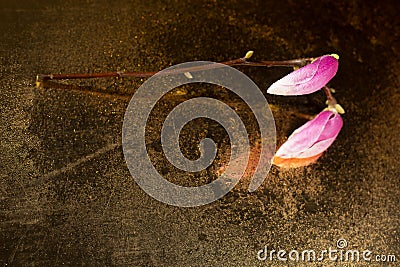 Kobus magnolia buds covered with droplets placed on an old mirror Stock Photo