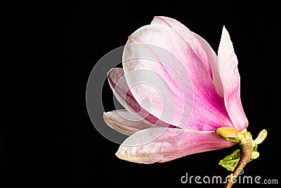 Kobus magnolia flower on a black background Stock Photo