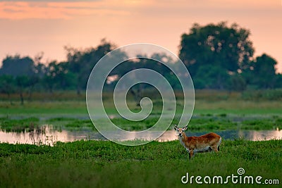 Kobus vardonii, Puku, animal waliking in the water during morning sunrise. Forest mammal in the habitat, Moremi ,Okavango, Botswan Stock Photo