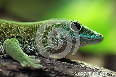 Koch's giant day gecko (Phelsuma madagascariensis kochi). Stock Photo