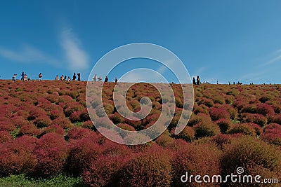 Kochia Carnival at Hitachi Seaside Park, Ibaraki Editorial Stock Photo