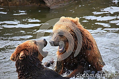 Kodiak bear Stock Photo